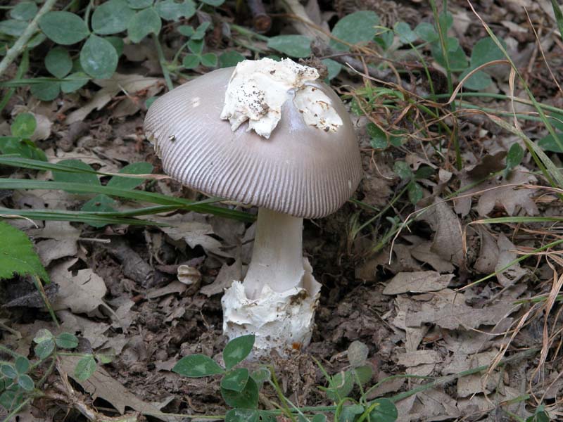 Altra Amanita critica